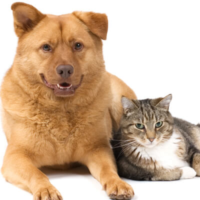 Happy Cat and Dog